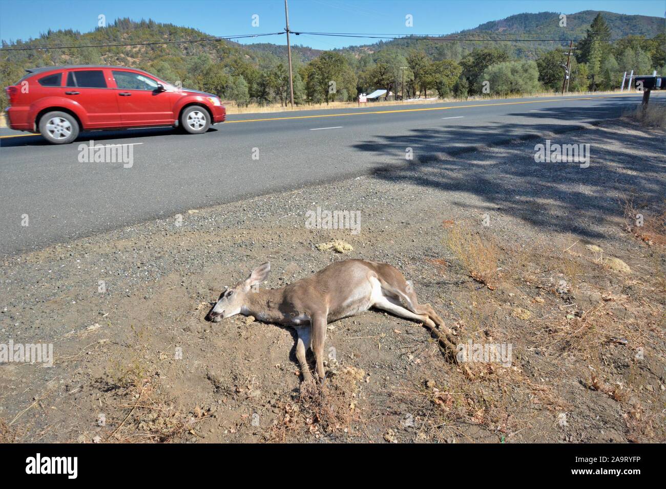 Reh von einem Auto angefahren und getötet, an der Küste von Kalifornien USA Nordamerika, ein Bock, wo Sie kam zurück und schneiden Sie die Hörner für Trophy töten Stockfoto