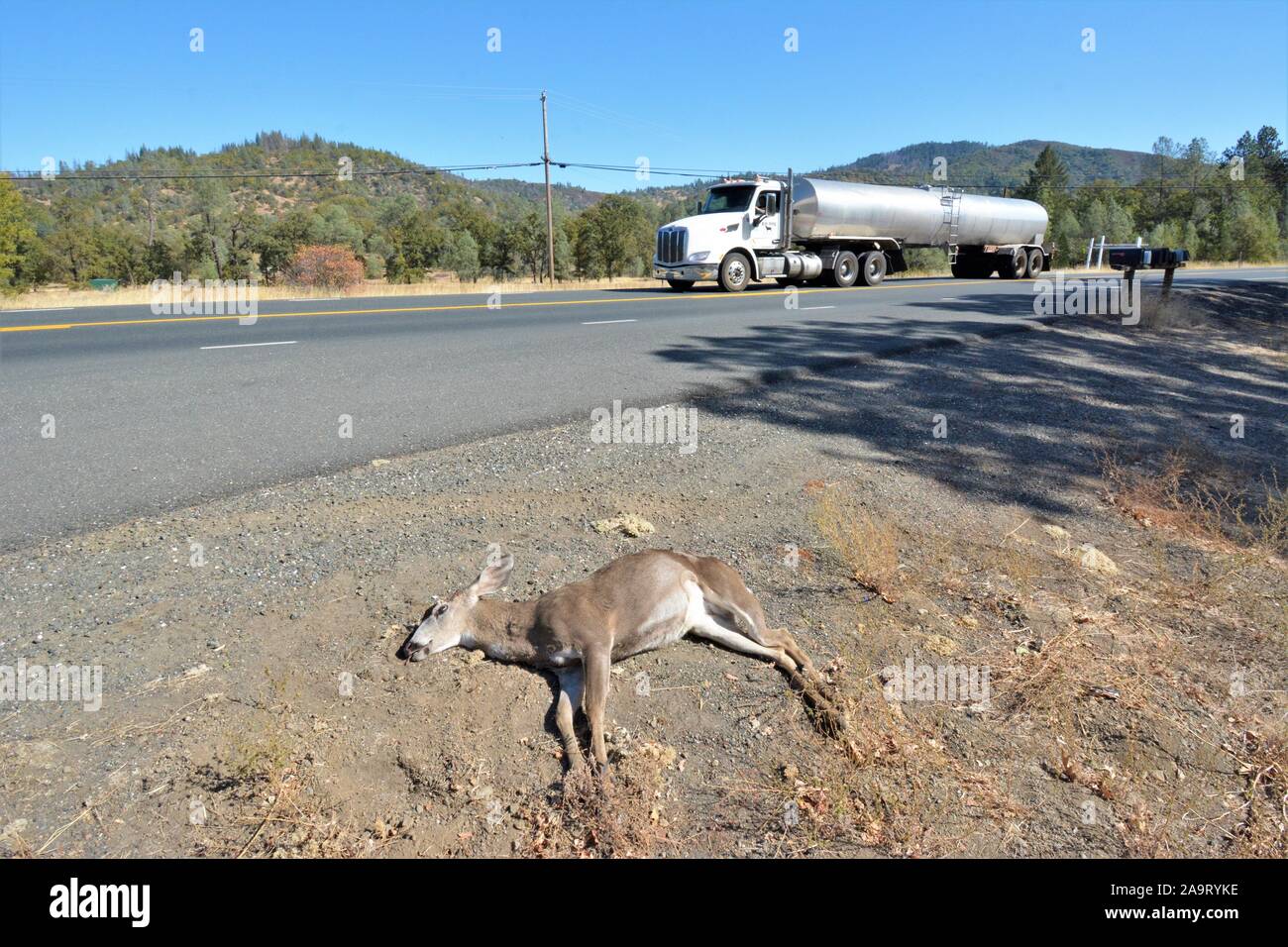 Reh von einem Auto angefahren und getötet, an der Küste von Kalifornien USA Nordamerika, ein Bock, wo Sie kam zurück und schneiden Sie die Hörner für Trophy töten Stockfoto