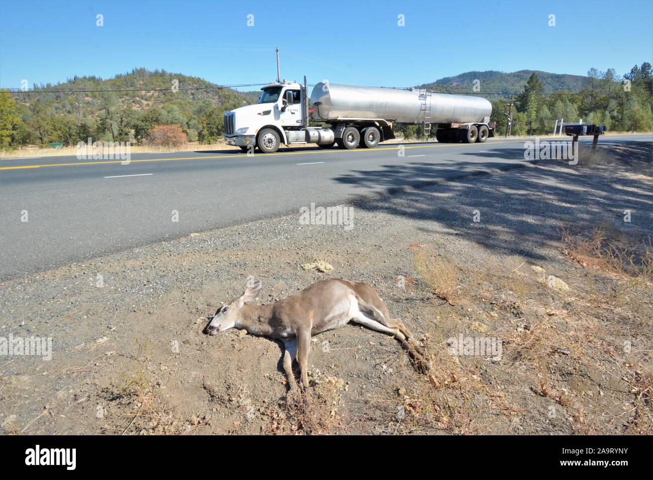 Reh von einem Auto angefahren und getötet, an der Küste von Kalifornien USA Nordamerika, ein Bock, wo Sie kam zurück und schneiden Sie die Hörner für Trophy töten Stockfoto