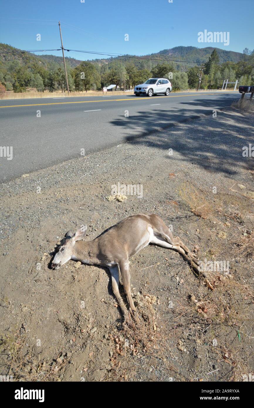 Reh von einem Auto angefahren und getötet, an der Küste von Kalifornien USA Nordamerika, ein Bock, wo Sie kam zurück und schneiden Sie die Hörner für Trophy töten Stockfoto