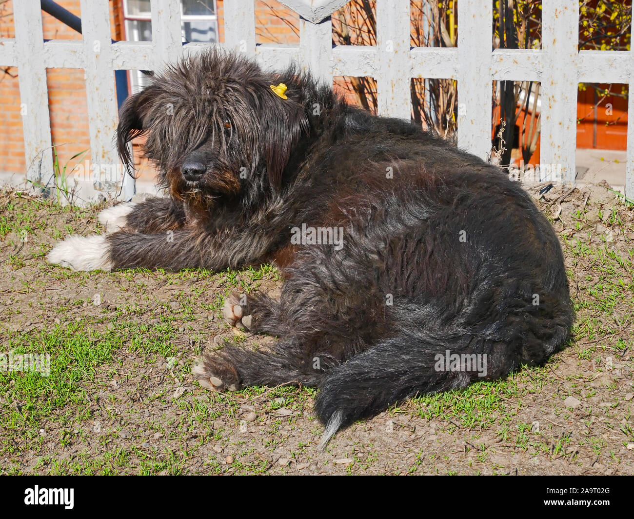 Kastriert shaggy abschweifende Hund mit gelben Etikett im Ohr gekennzeichnet, niedliche Tier liegen im Freien unter Zaun im sonnigen Wetter im Frühling Stockfoto