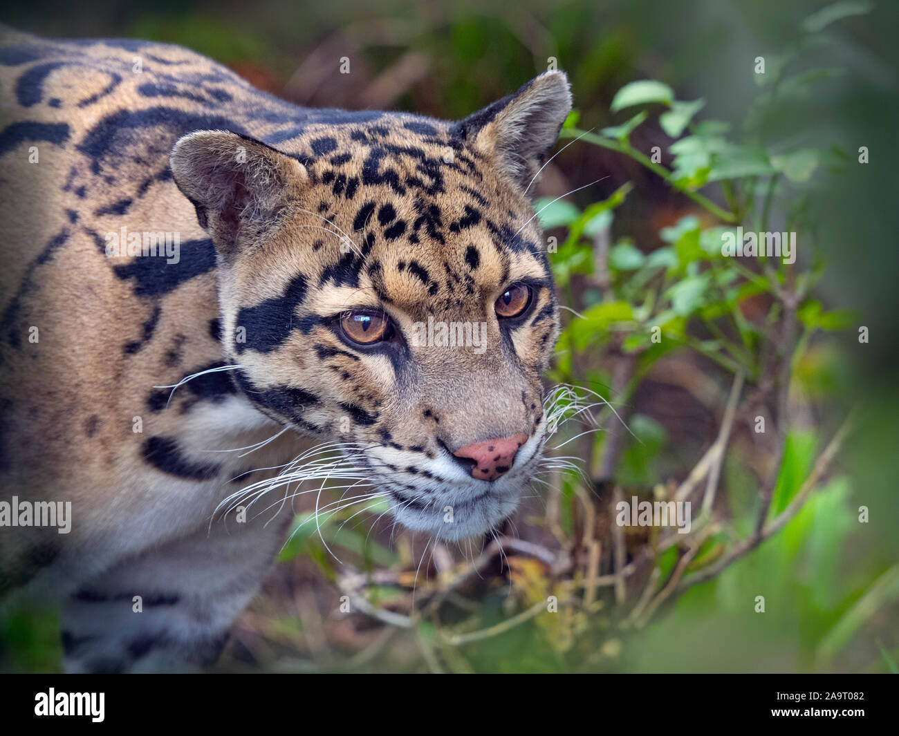 Portrait von nebelparder Neofelis nebulosa Captive Stockfoto