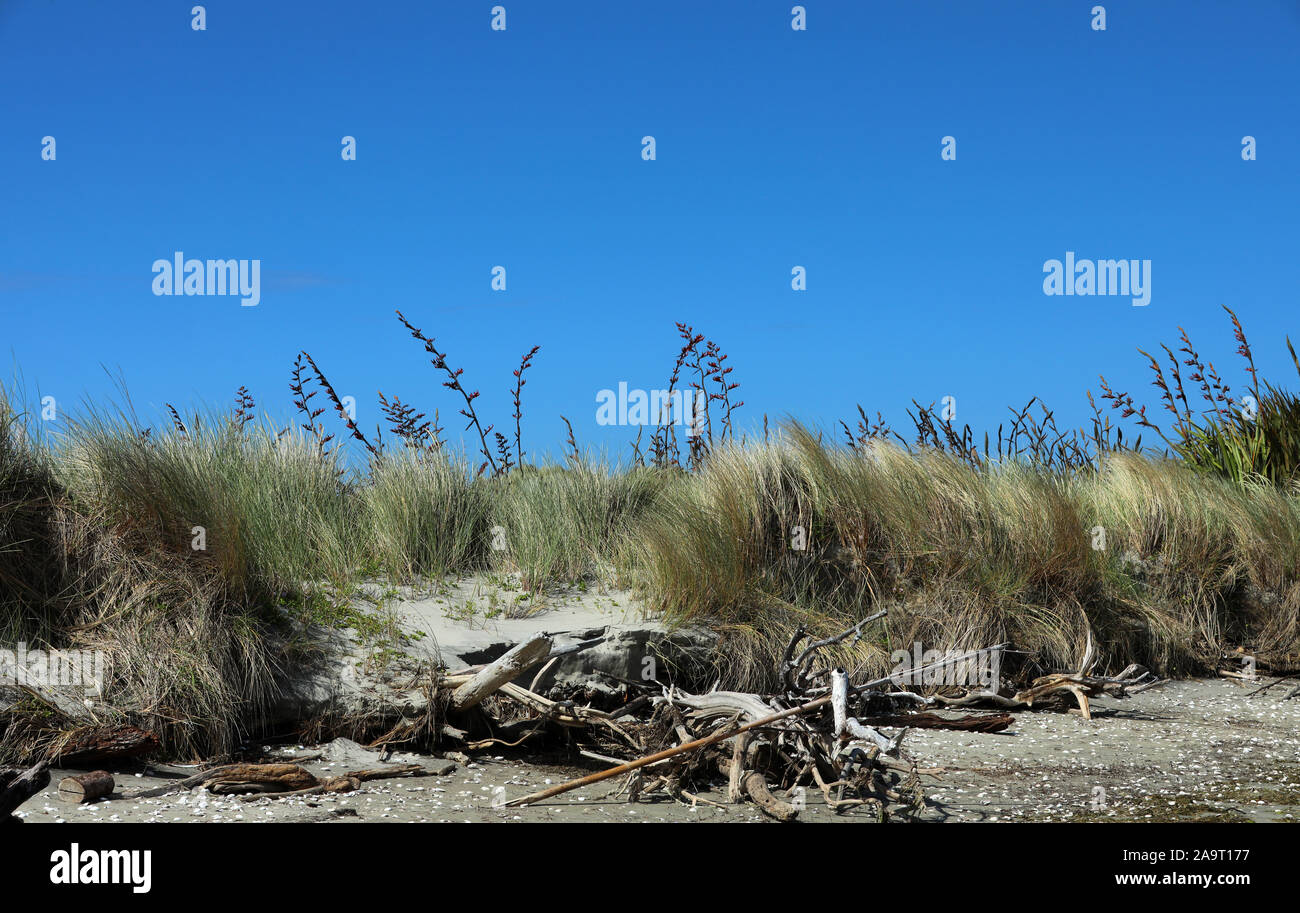 Neuseeland Flachspflanze Stockfoto