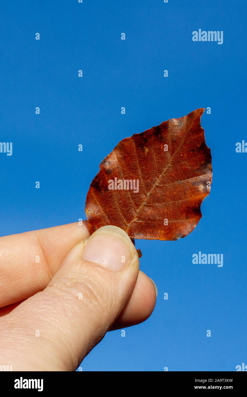 Kaukasische hand mit einem gefallenen Herbst Blatt in hellen Farben Stockfoto