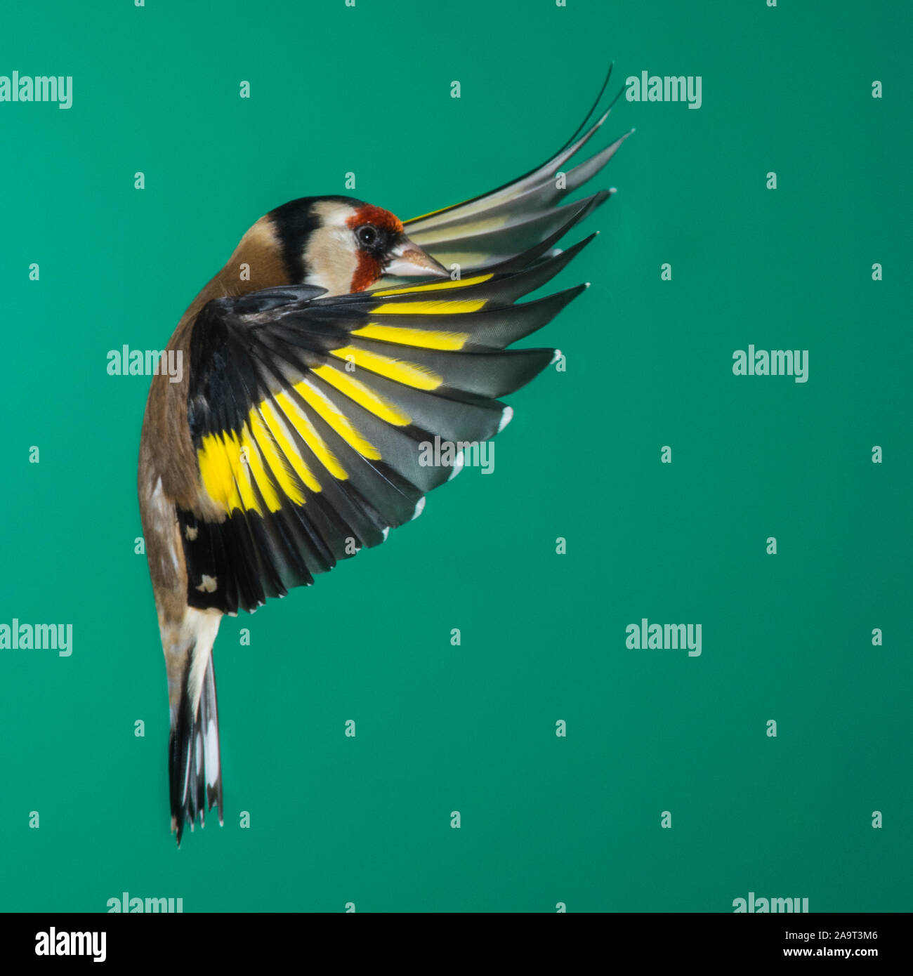 Ein Stieglitz (Carduelis carduelis) bei Verwendung von High Speed Flash im freien Flug in Großbritannien fotografiert. Stockfoto