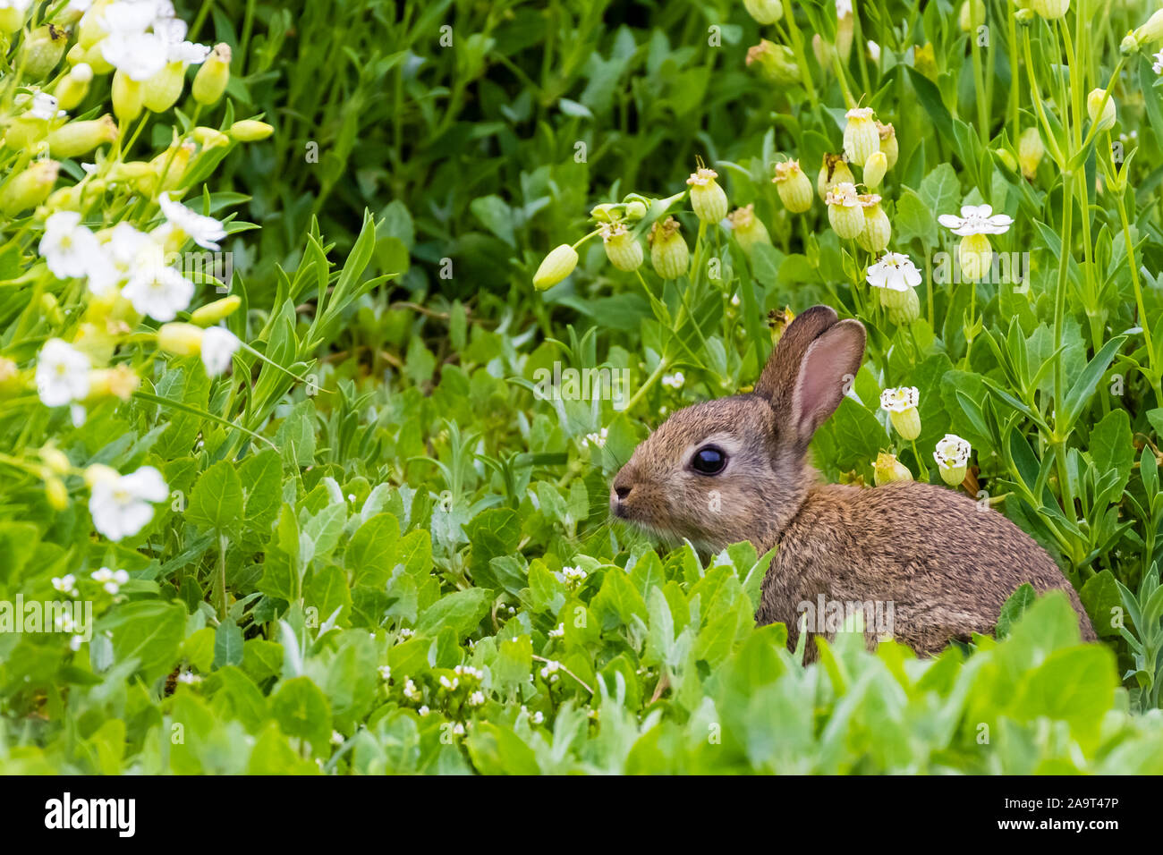 Wildkaninchen (Oryctolagus cuniculus), Stockfoto