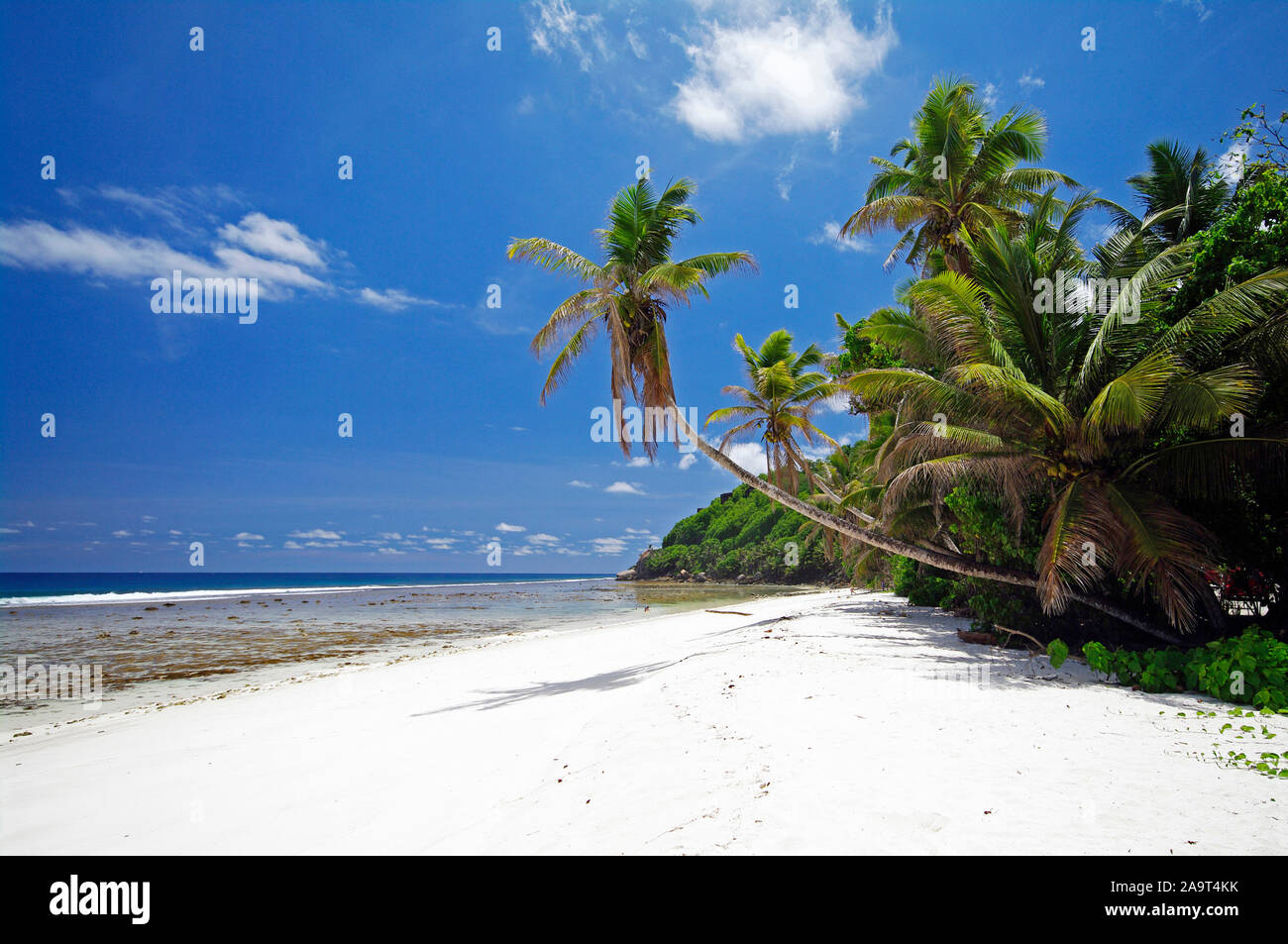 Palmen am sandigen Strand von Anse Parnel, tropisches Paradies an der Südwest Küste von Mahé, die Hauptinsel der Seychellen Stockfoto