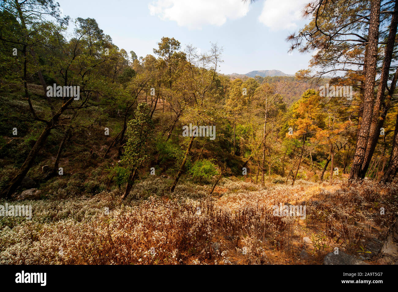 Tal in der Nähe von wo irgendwo Jim Corbett schoß die Chowgarh fleischfressenden Tigerin, Kala Agar, Uttarakhand, Indi Stockfoto