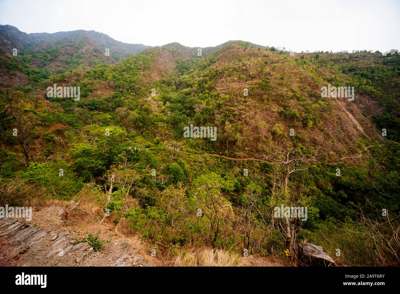 Dichten Wald an der Nandhour Tal, Kumaon Hügel, Uttarakhand, Indien Stockfoto