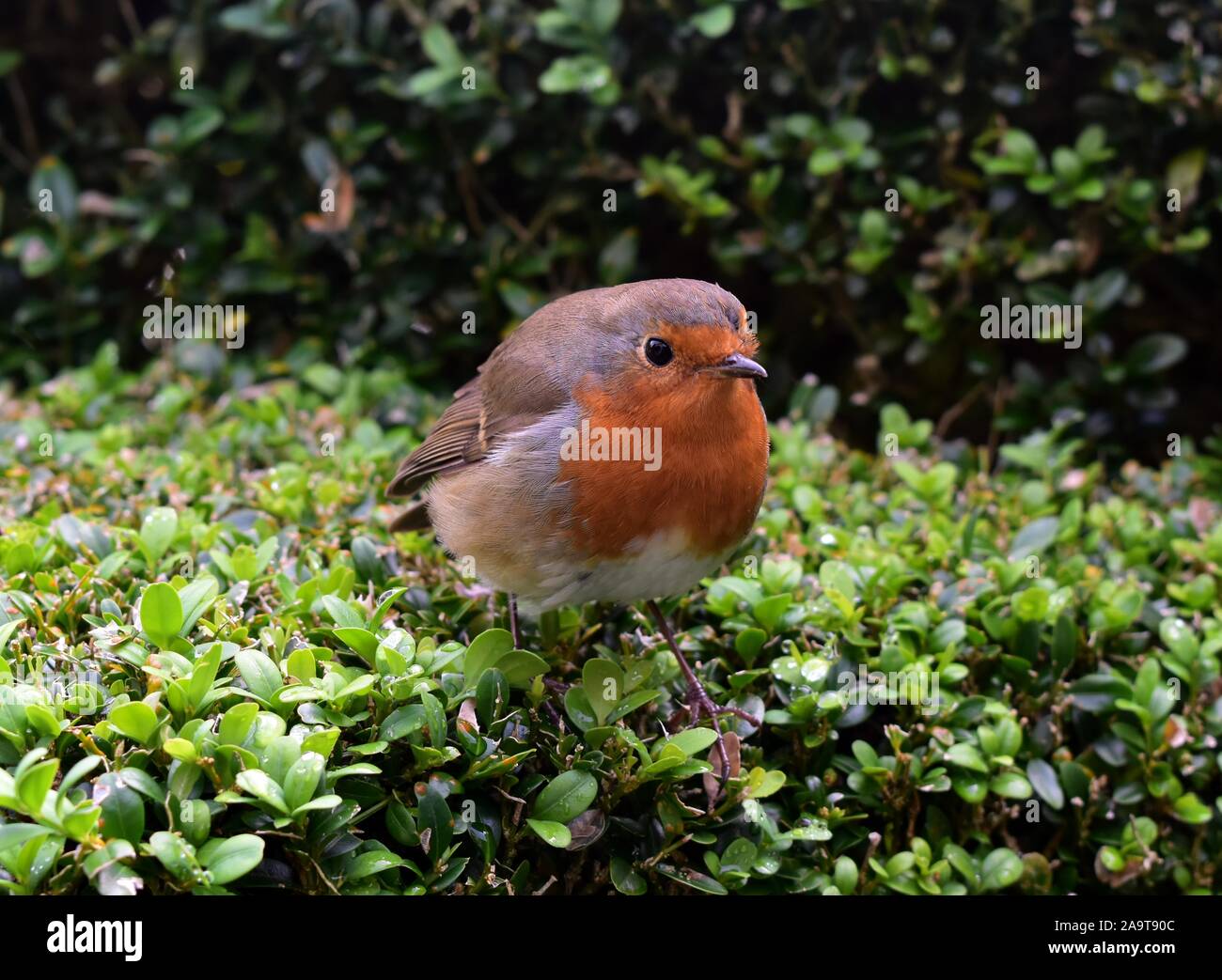 Europäische Robin auf eine Hecke. Stockfoto