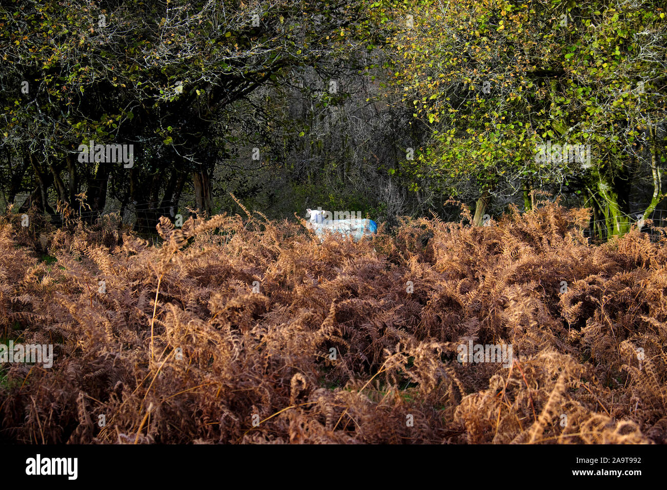 Ein einzelnes Schaf, das allein an Bäumen steht, brackenin der vordergründigen landwirtschaftlichen Landschaft in der Herbstsonne in Carmarthenshire Wales, Großbritannien KATHY DEWITT Stockfoto