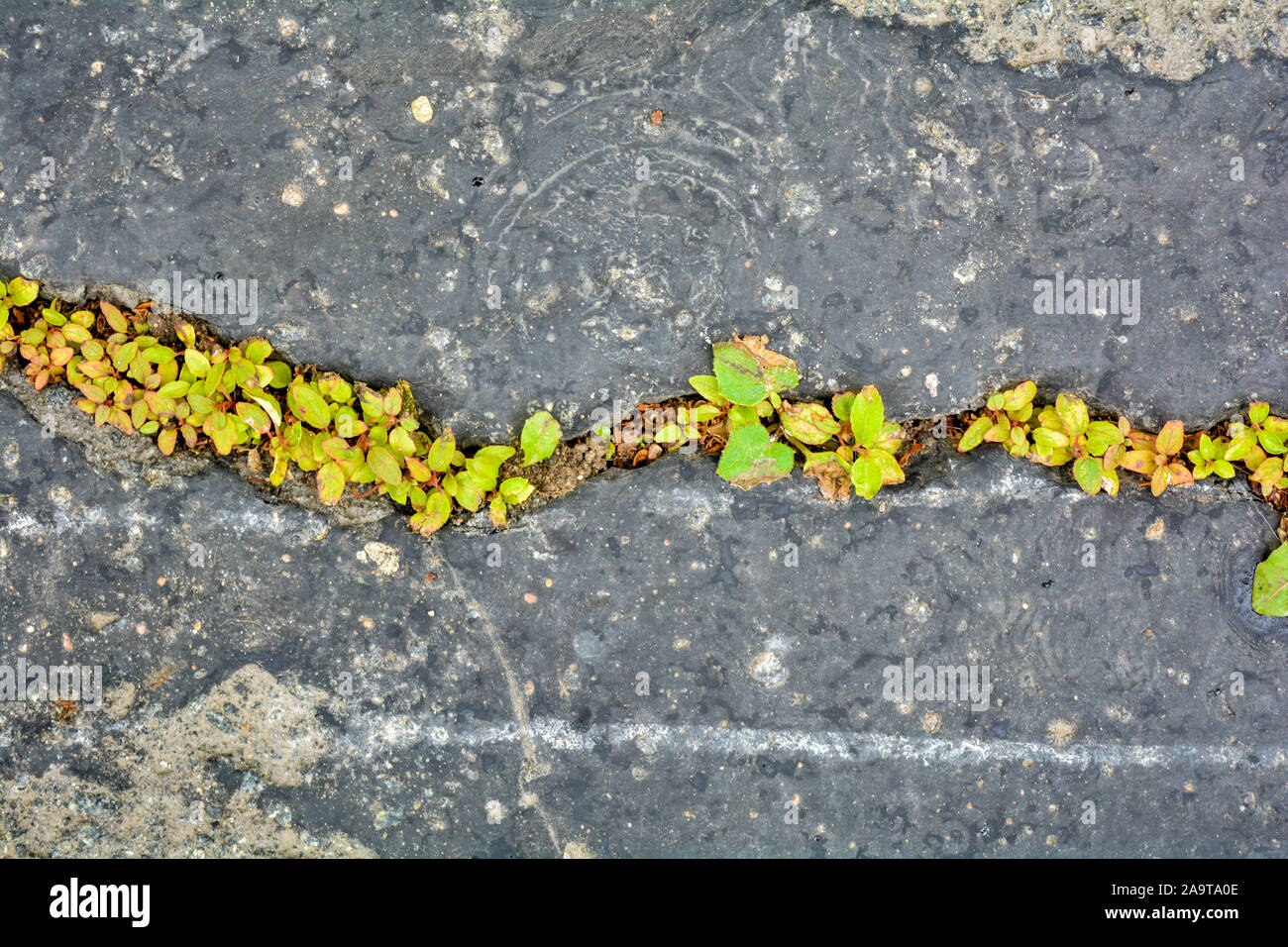 Grüne Pflanzen bricht durch Risse im Asphalt. Zeichen der Durst nach Leben, Sehnsucht nach Leben. Speichern Sie die Erde. Nahaufnahme des Grases bricht durch Asphalt Stockfoto