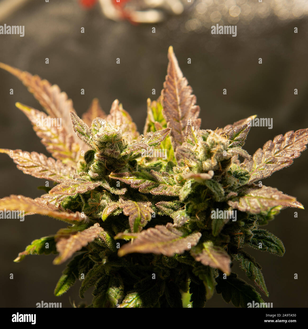 Frische Ernte cannabis Bud in Details. Leistungsstarke trichome von Marihuana Blumen. Stockfoto