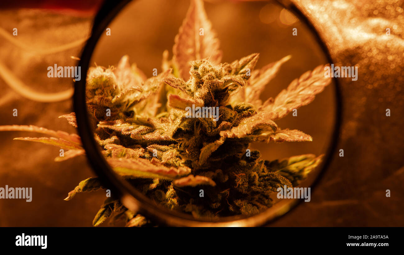 Frische Ernte cannabis Bud in Details. Leistungsstarke trichome von Marihuana Blumen. Stockfoto