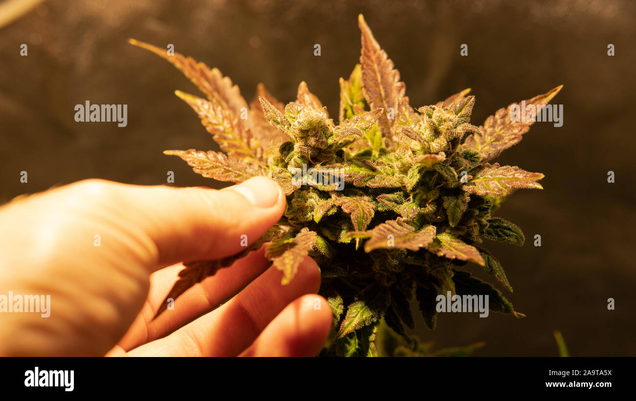 Frische Ernte cannabis Bud in Details. Leistungsstarke trichome von Marihuana Blumen. Stockfoto