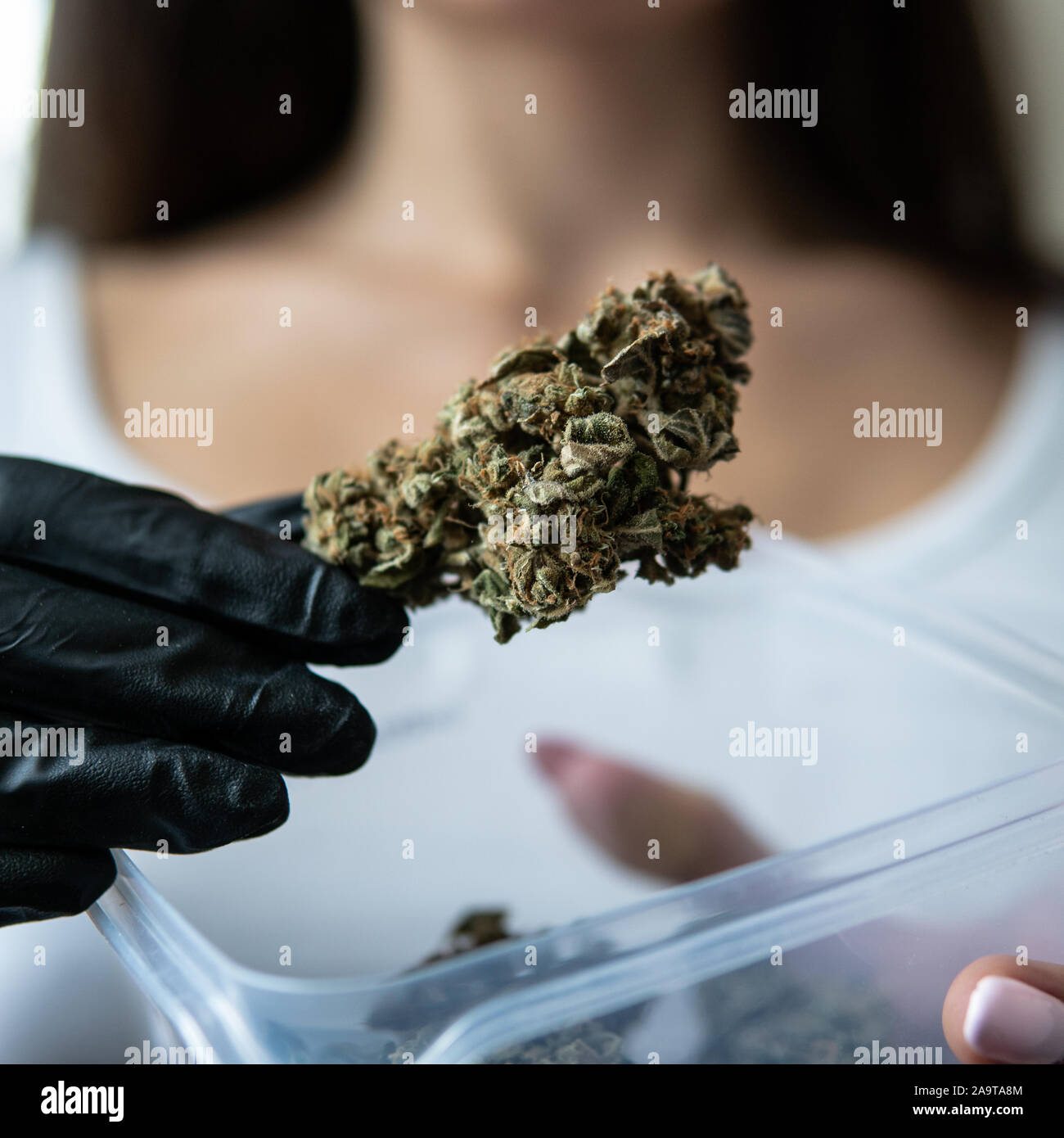 Big Marihuana Knospen in Händen. Medizinische Sorten von Cannabis in Details Stockfoto
