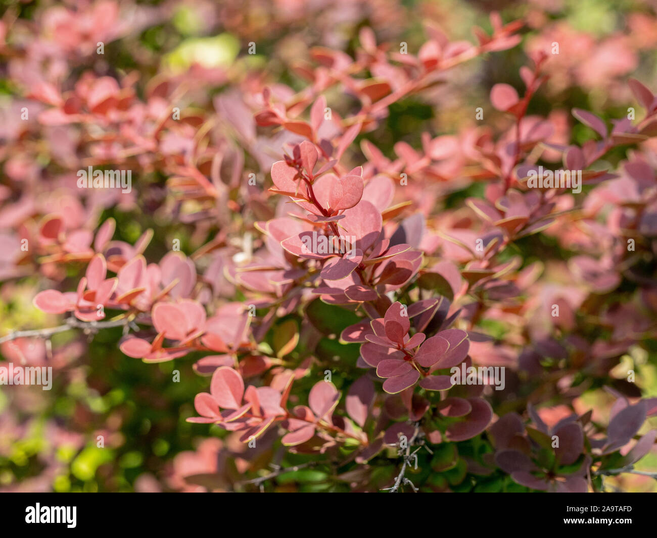 Makro Foto des Japanischen Bush die Berberitze (Berberis thunbergii) ** Hinweis: Geringe Tiefenschärfe Stockfoto