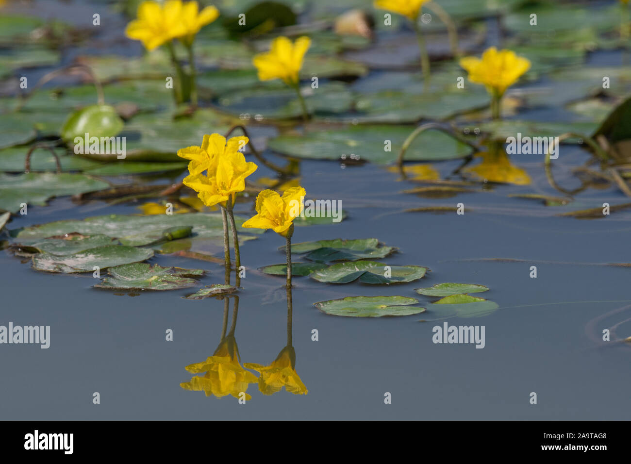 Dichte schwimmende frisches Wasser Vegetation gesäumten Wasserlilie (nymphoides Peltata) Stockfoto