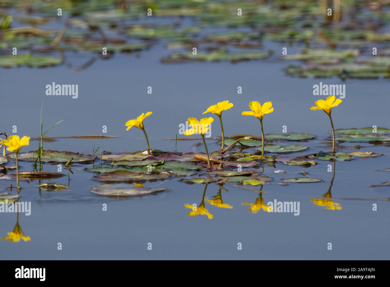 Seerosen (nymphoides Peltata) auf dem Fluss im Sommer Stockfoto