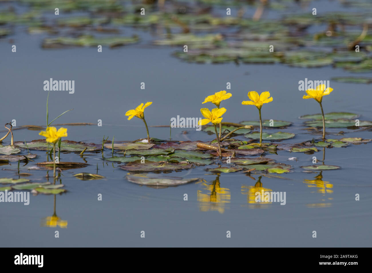 Floating Heart, eingesäumt, villarsia nymphoides,, Seerosen, Wasserpflanzen, Hintergrund, schöne, Bett, Biene, Blüte, botanische, Stadt, Nahaufnahme, Ökologie, Enviro Stockfoto
