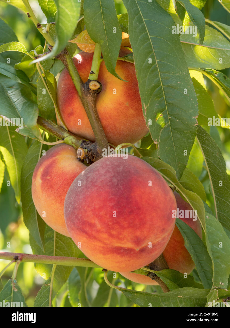 Reife leckere Pfirsich Baum im sonnigen Sommer Obstgarten. Wählen Sie eigene Obstplantage mit Baum Reifen Freestone Pfirsiche. Leckere und gesunde Bio-Ernährung. Stockfoto