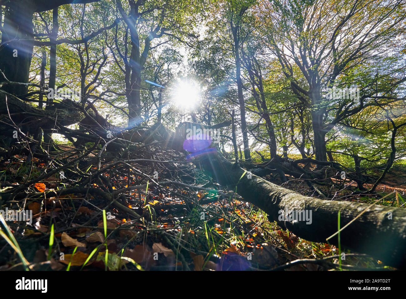 Chevin alten Wald in West Yorkshire England Großbritannien Stockfoto
