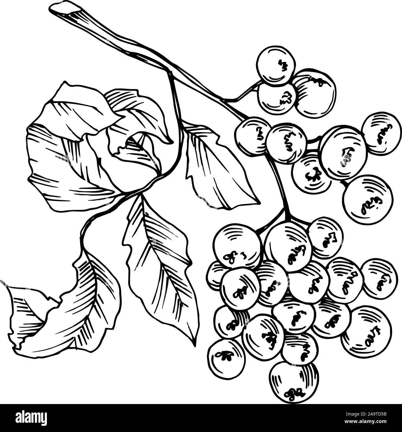 Vektor Sorbus Blätter und Beeren. Schwarz und weiß eingraviert Tinte Art isoliert sorbus Abbildung Element. Stock Vektor