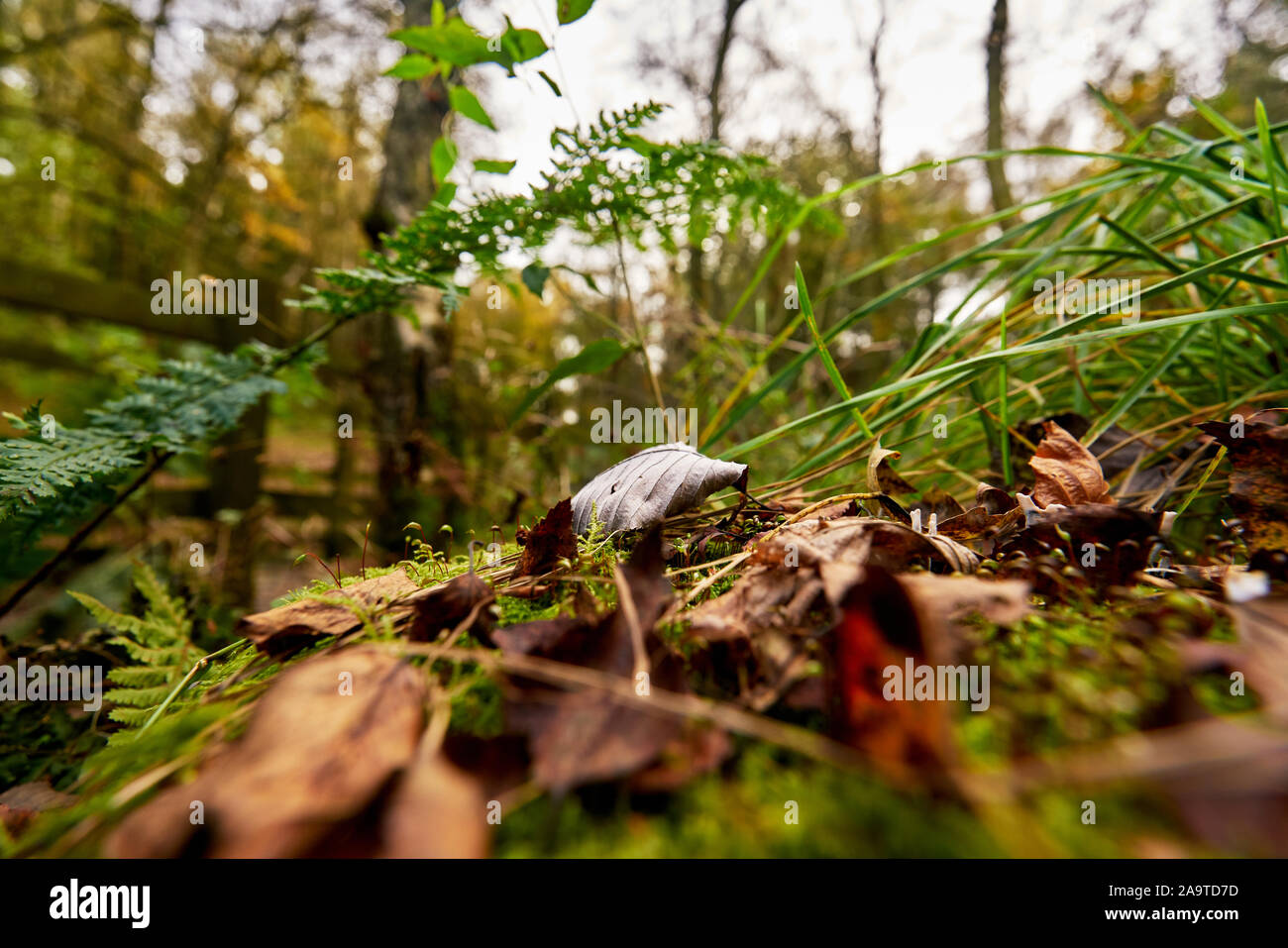 Chevin alten Wald in West Yorkshire England Großbritannien Stockfoto
