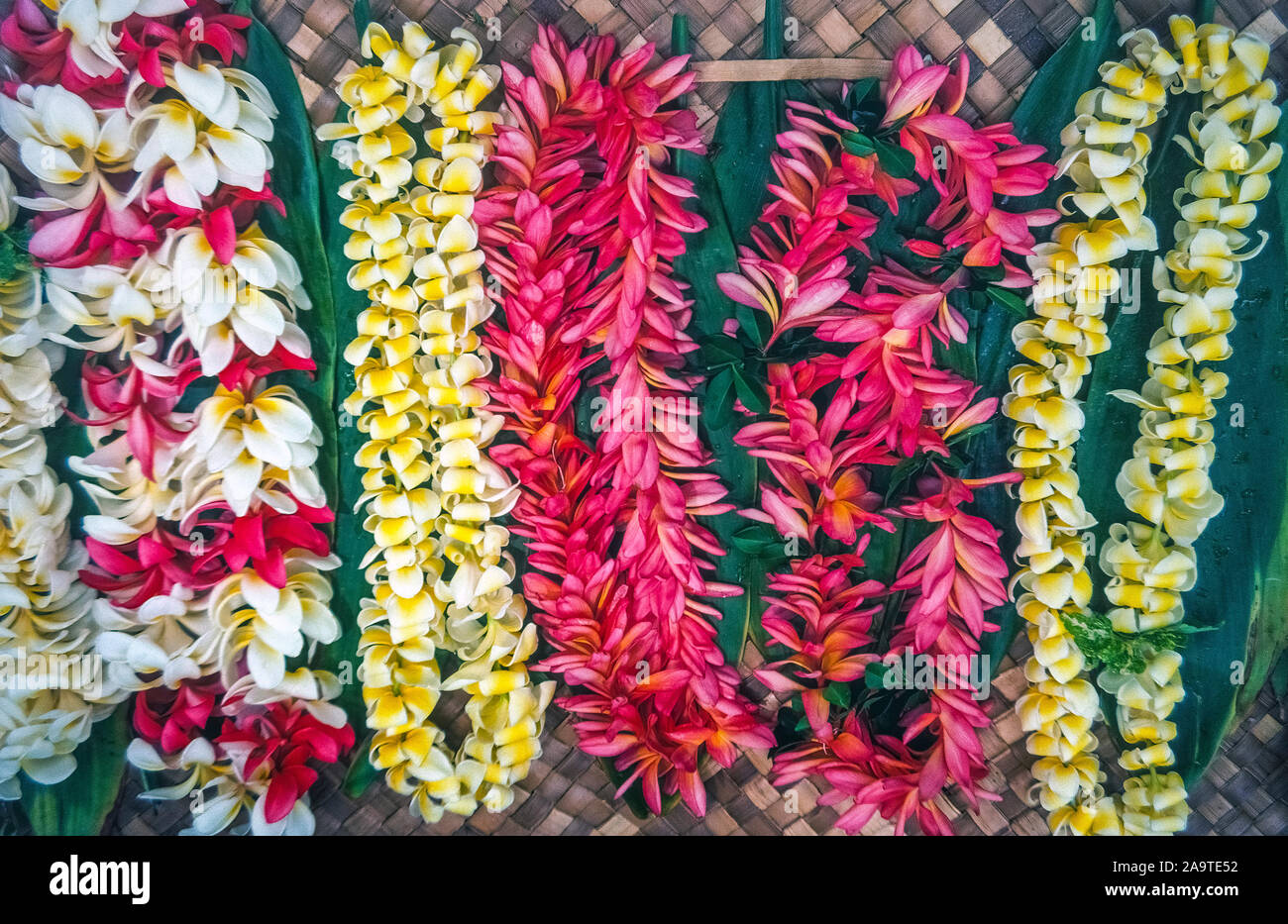 Zeichenfolgen der frische Blumenkränze von vielen bunten Sorten sind in Lei-maker Ständen verkauft und anschließend um die Hälse von Freunden oder der Familie zu sagen "Aloha" (hallo oder Auf Wiedersehen) als traditionelle Begrüßung oder Verabschiedung in den Pazifischen Inseln von Hawaii, USA. Orchideen und plumeria (FRANGIPANI) gehören zu den beliebtesten tropischen Blüten verwendet Blumenketten, lange haben die iconic Symbol der hawaiianischen Gastfreundschaft und Liebe zu machen. Stockfoto