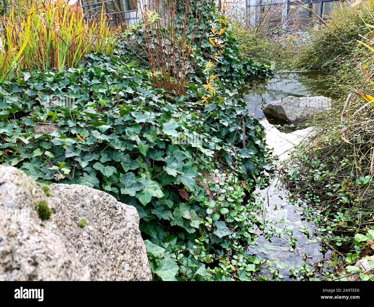 Efeu (Hedera helix) Neben einem Stream, eine invasive und immergrne  Pflanze schwer loszuwerden. Selektiver Fokus Stockfotografie - Alamy