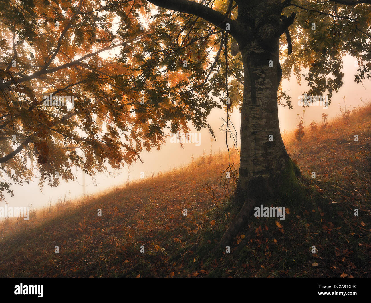 Herbst morgen in einer nebligen Wald. Nebel im Wald der Karpaten. Stockfoto