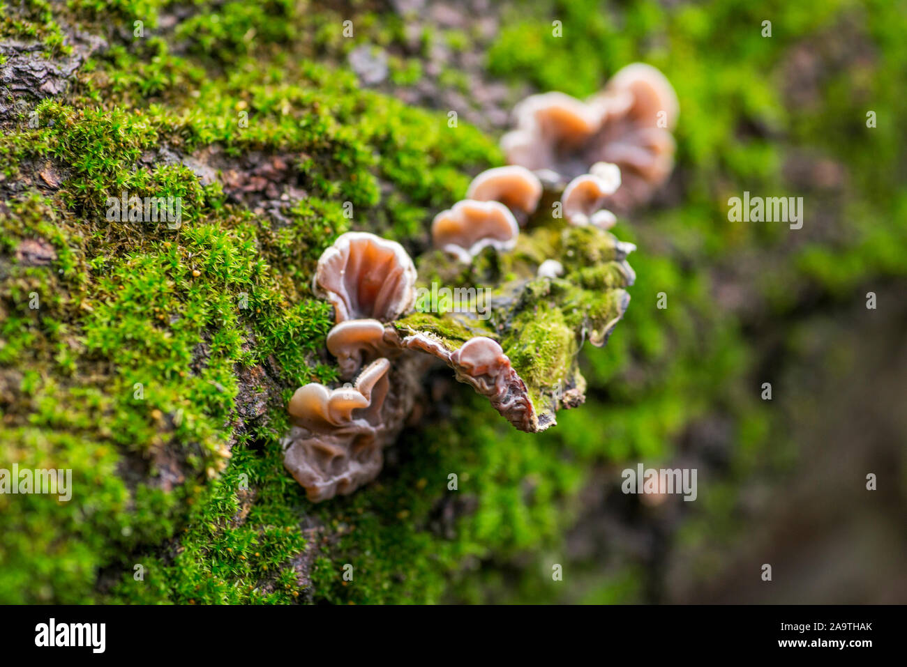 Baumrinde mit grünem Moos. Schönen Hintergrund von Moss für Tapeten. Stockfoto