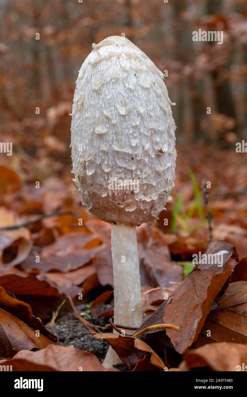 Essbare Pilze in Mitteleuropa wächst. Reife Fruchtkörper des Pilzes in trockene Blätter wachsen. Herbst Saison. Stockfoto