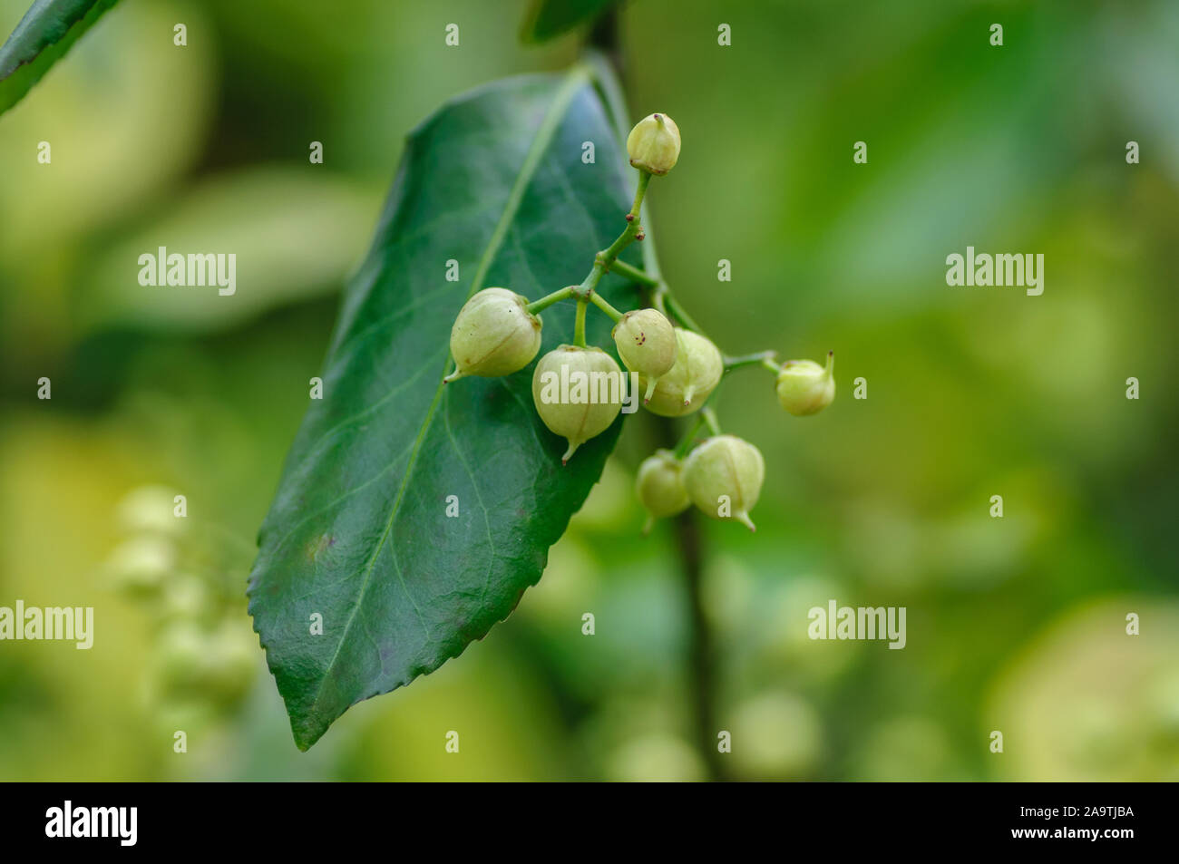 Kleine runde grüne Samen auf einem Busch mit grünen Blättern. Stockfoto