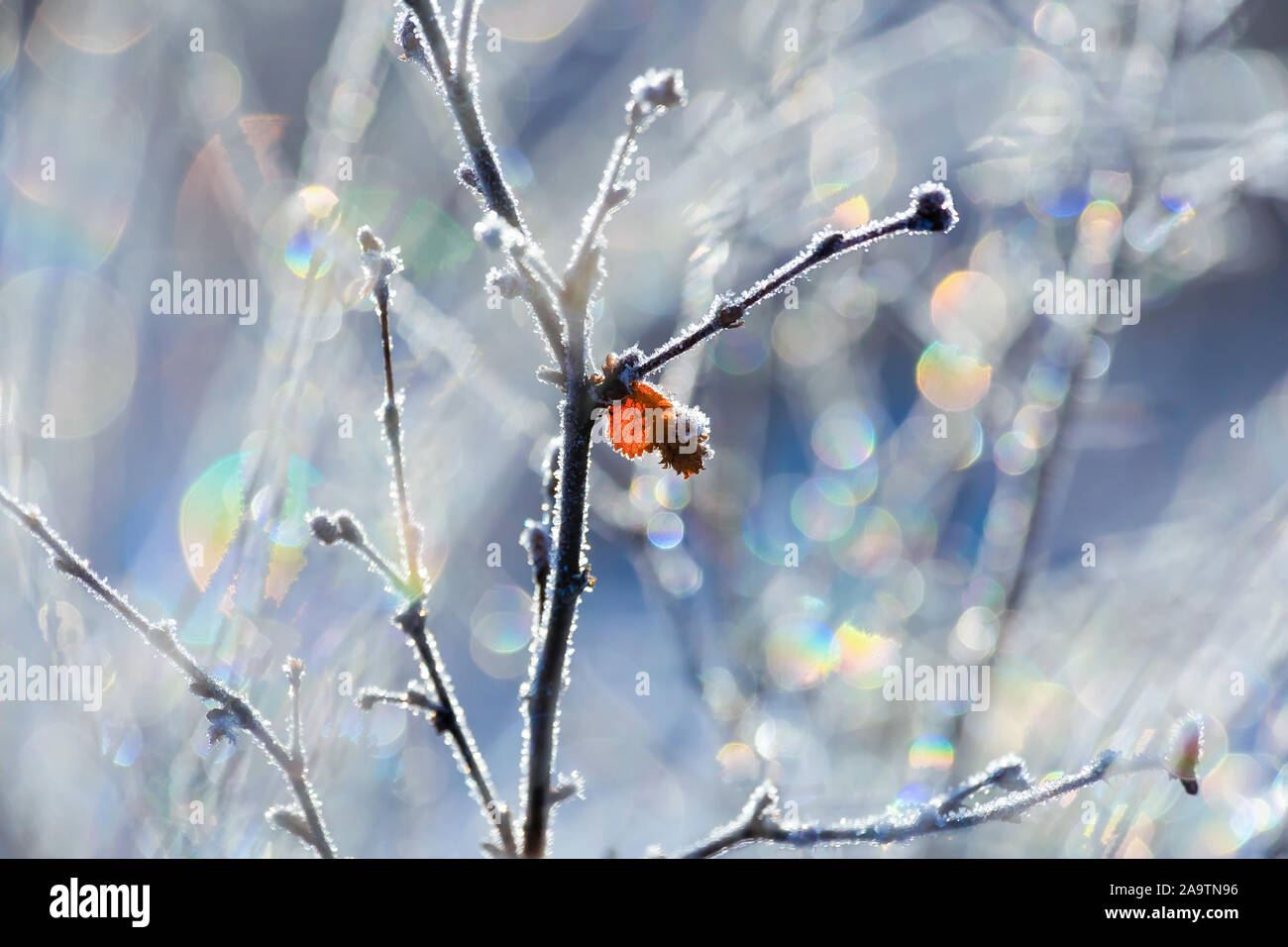 Niederlassungen und einem roten Herbst Blatt bedeckt mit Raureif, gegen einen verschwommenen Hintergrund mit mehrfarbigen lens flare Stockfoto