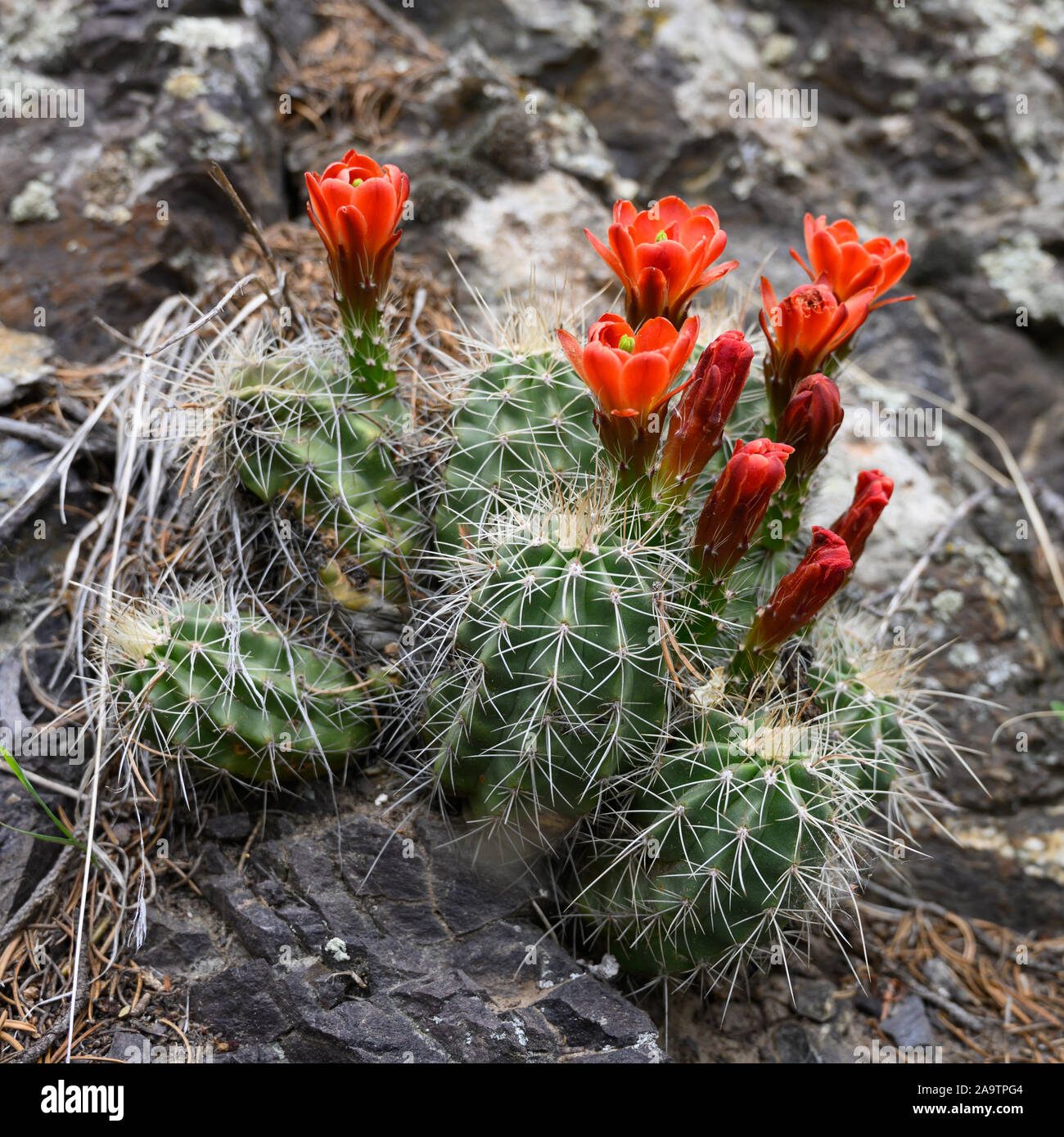 Leuchtend rote Blten auf Kaktus in Colorado Mountain Wste Stockfotografie  - Alamy