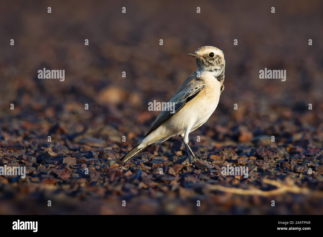 Wüste steinschmätzer - Oenanthe deserti songbird Zucht in der Sahara und den Norden der arabischen Halbinsel, Halbwüsten Zentralasiens in Pakistan und keine Stockfoto