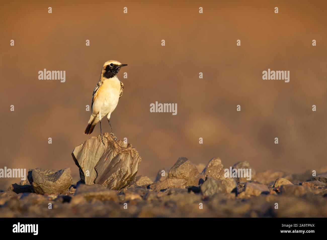 Wüste steinschmätzer - Oenanthe deserti songbird Zucht in der Sahara und den Norden der arabischen Halbinsel, Halbwüsten Zentralasiens in Pakistan und keine Stockfoto