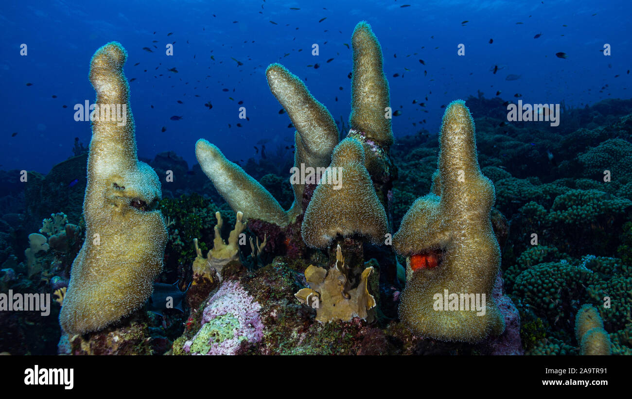 Lustige Gruppe von Korallen, wie Schlümpfe oder Hüte in blauem Wasser suchen Stockfoto