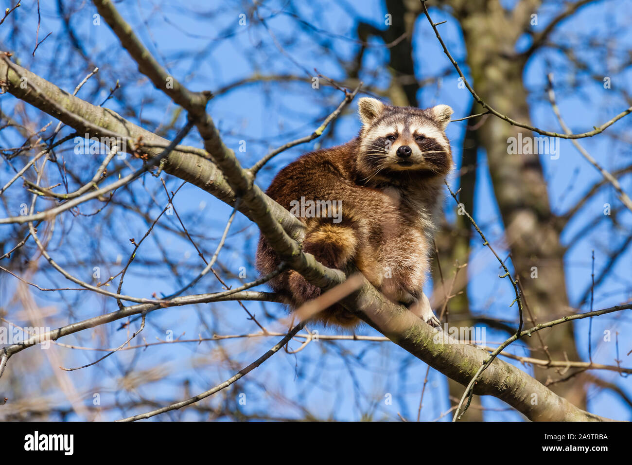 Gävle, Costa Rica, Waschbaer, Procyon lotor Stockfoto