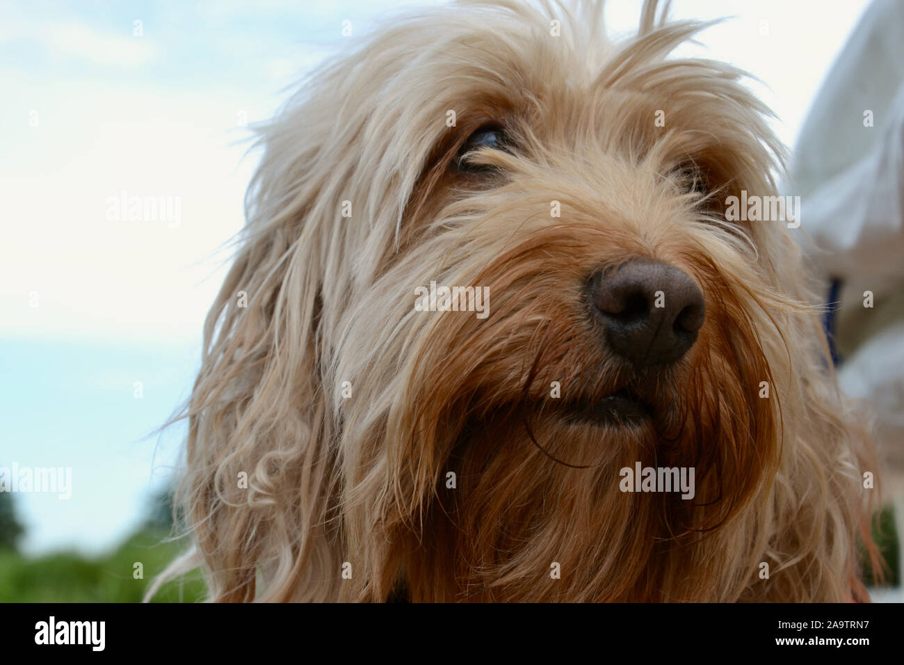 Nahaufnahme des Gesichts eines flauschigen Langhaarige Aprikose (sandy Braun) Cockapoo (Pudel, cocker spaniel kreuzen). Kleine Nase, lockig, unordentlichen Haar Stockfoto