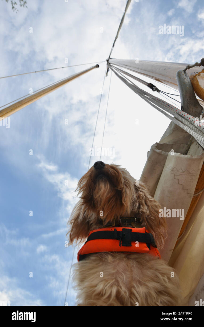 Ein niedliches cockapoo Hund (langhaarige, Aprikose Sandy Brown coat