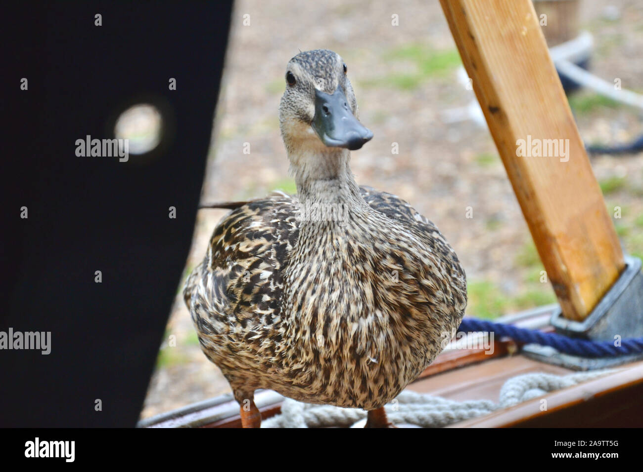 Eine freche weibliche wilden Stockente stehend auf dem Deck einer Yacht und Peering innen. Schön gesprenkelten Brust, als sie sieht in der Markise. Stockfoto