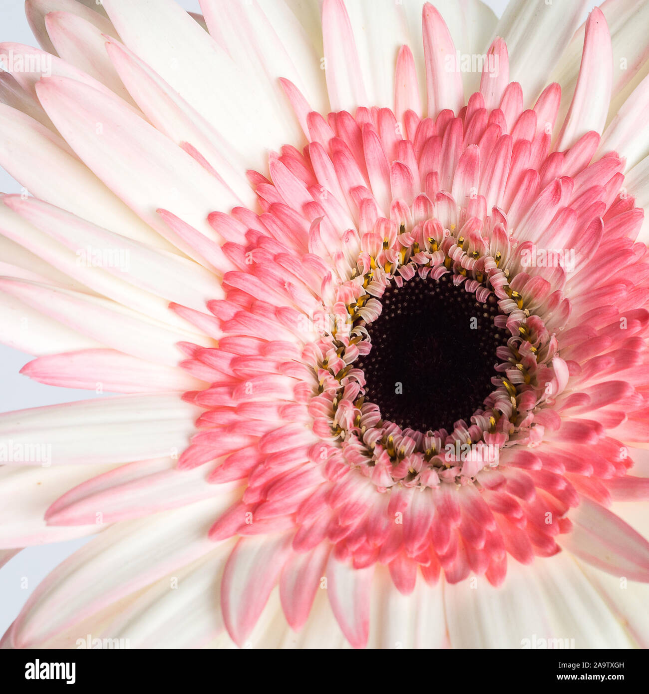 Schöne rosa und weißen Gerbera daisy flower Close up Stockfoto