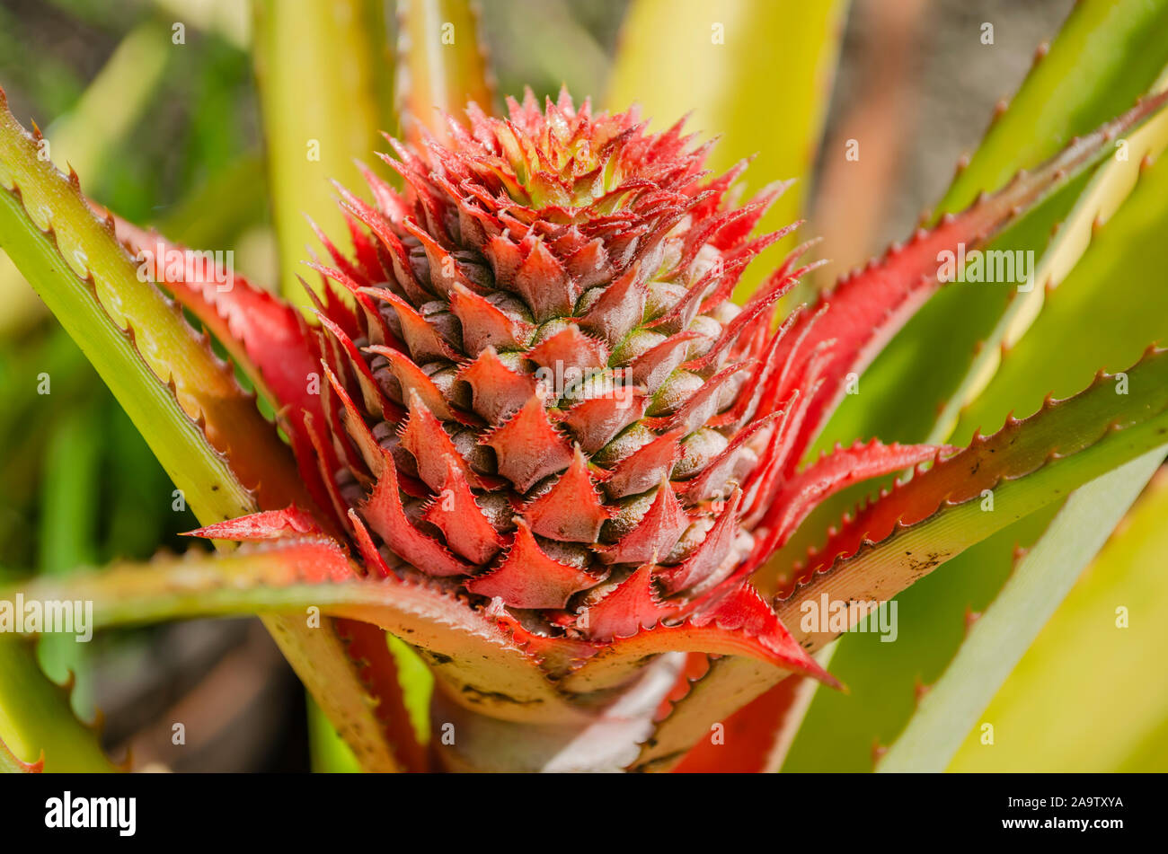 Blühende Pinapple Stockfoto