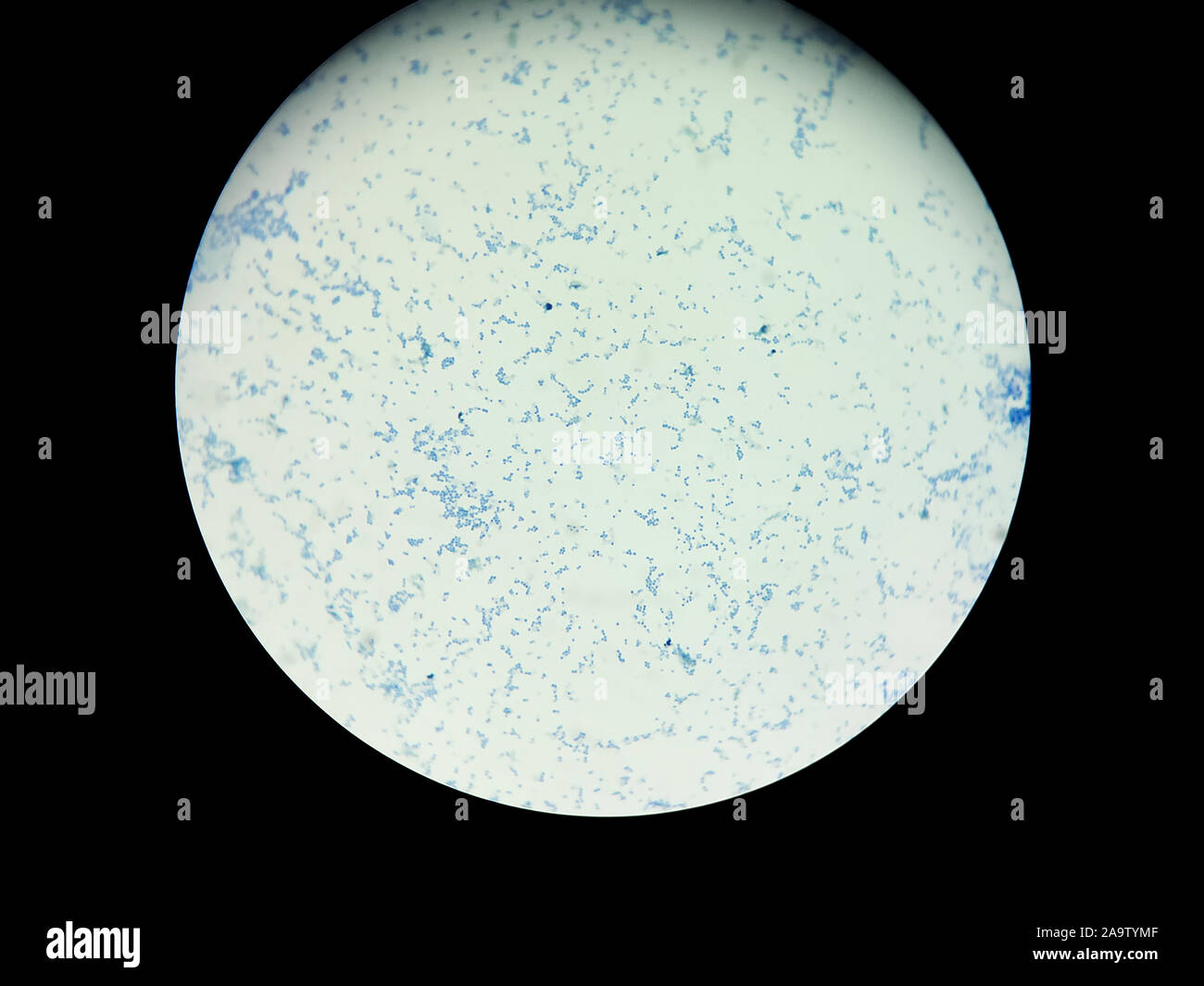 Bild von Escherichia coli, die durch ein Lichtmikroskop. Für alle purprose. Stockfoto