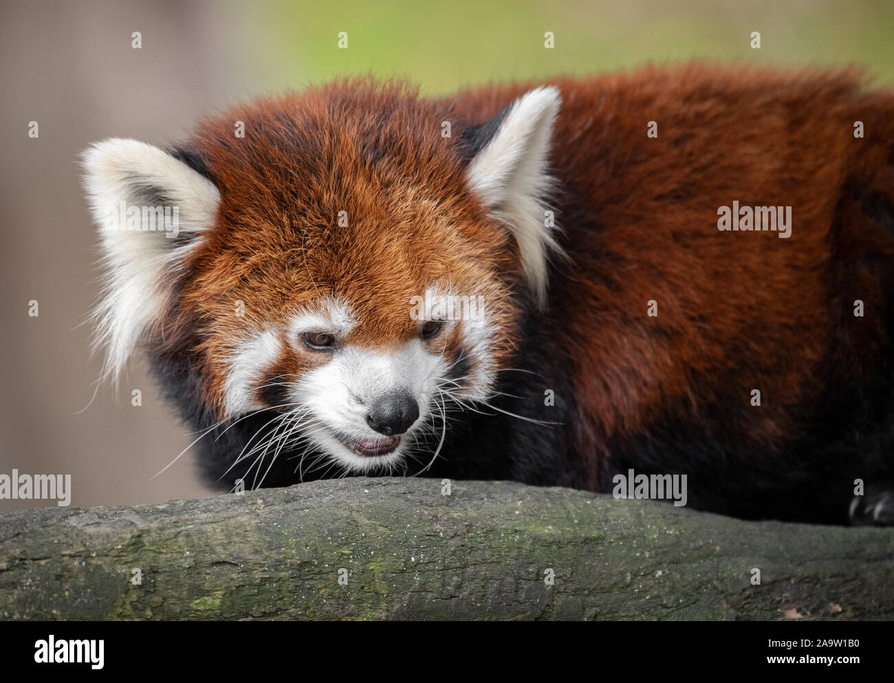 Ein gefährdeter roter Panda Stockfoto