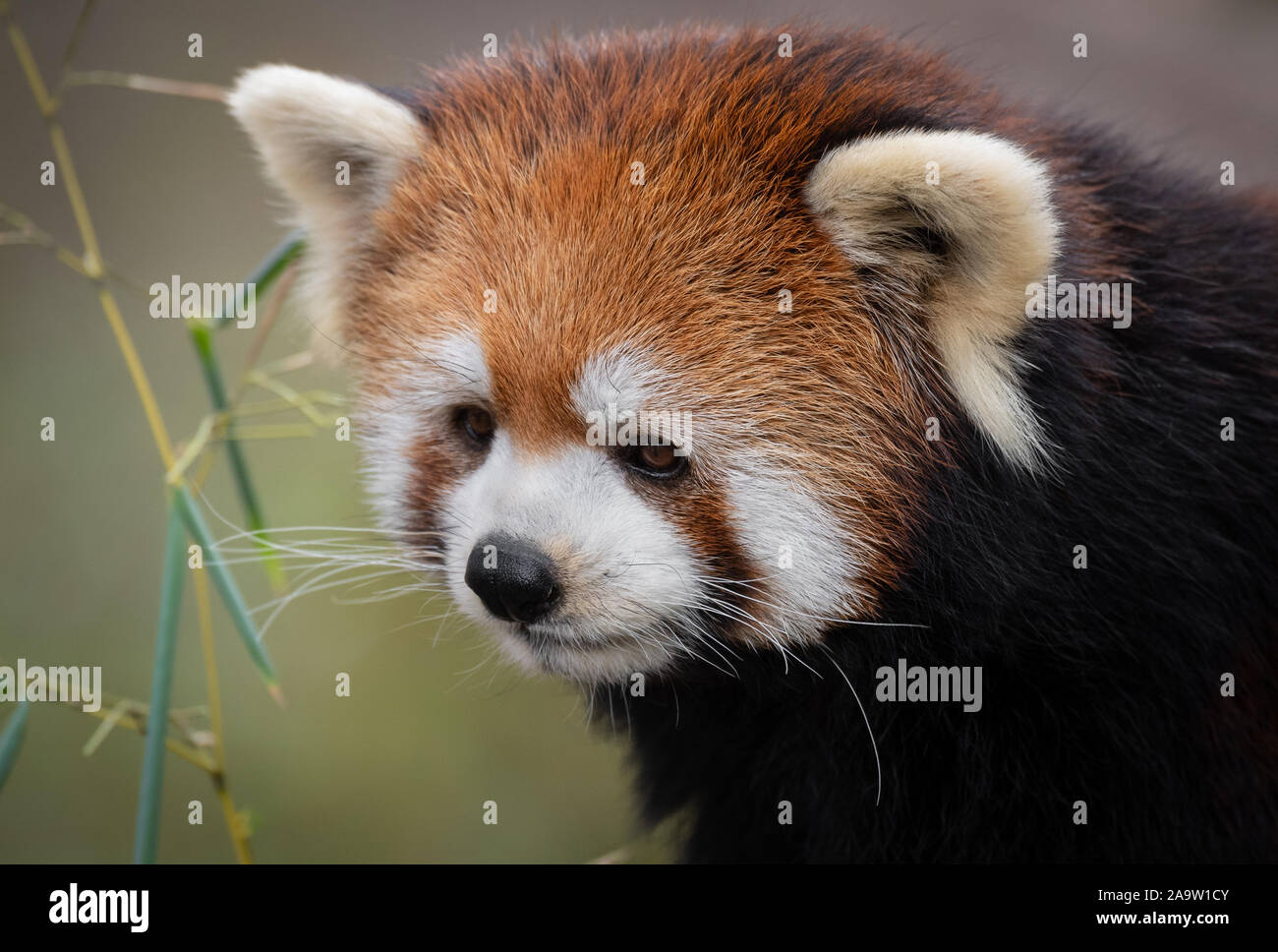 Ein gefährdeter roter Panda Stockfoto