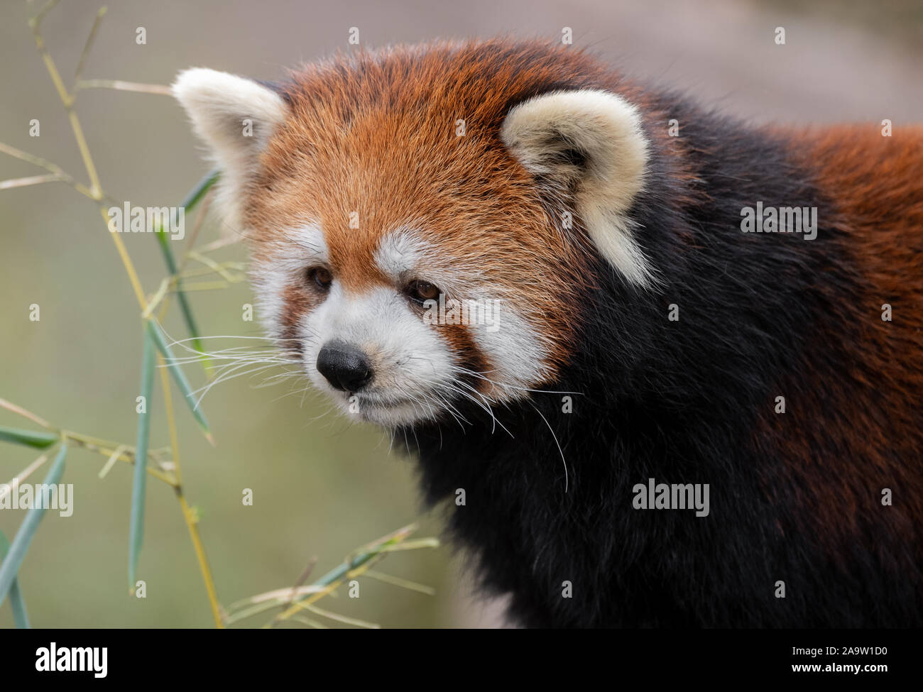 Ein gefährdeter roter Panda Stockfoto