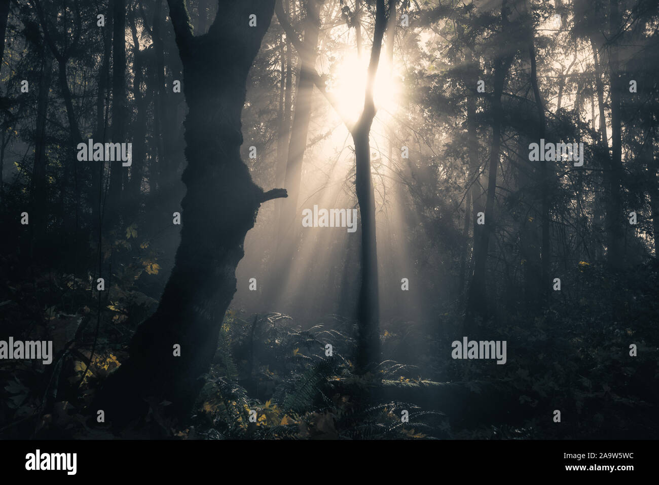 Ätherische Morgenlichtdurchfälle Durch Misty Autumn Forest Stockfoto